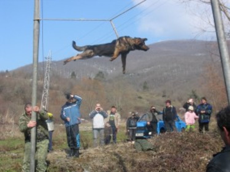 Сблъсъци на протест срещу обичая "тричане на кучета" 