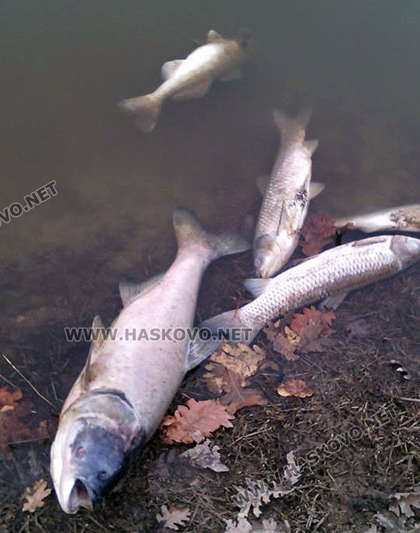 Читател сигнализира за стотици измрели риби във водоем край Хасково