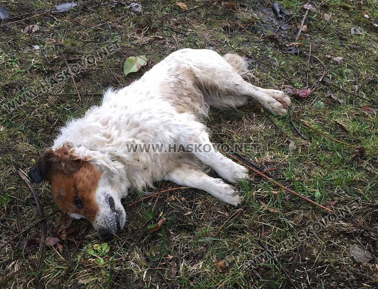 Читател: Тровят бездомни кучета в Кенана, градът е пълен с кучешки трупове