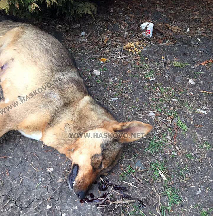 Читател: Тровят бездомни кучета в Кенана, градът е пълен с кучешки трупове