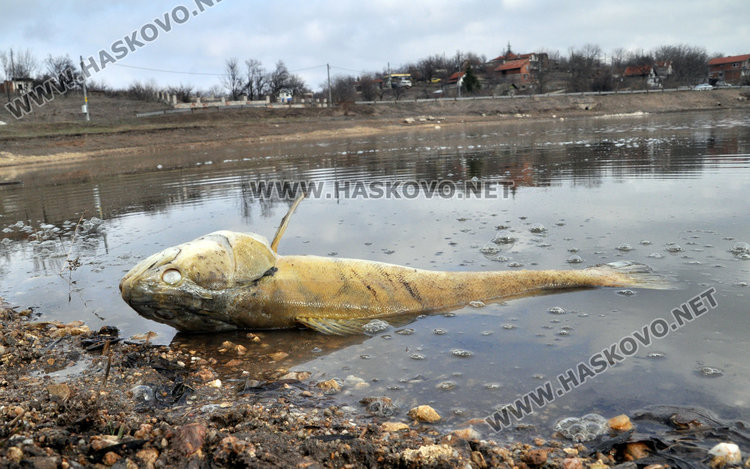 РИОСВ: Рибата в язовира край Хасково е измряла от липса на кислород под леда