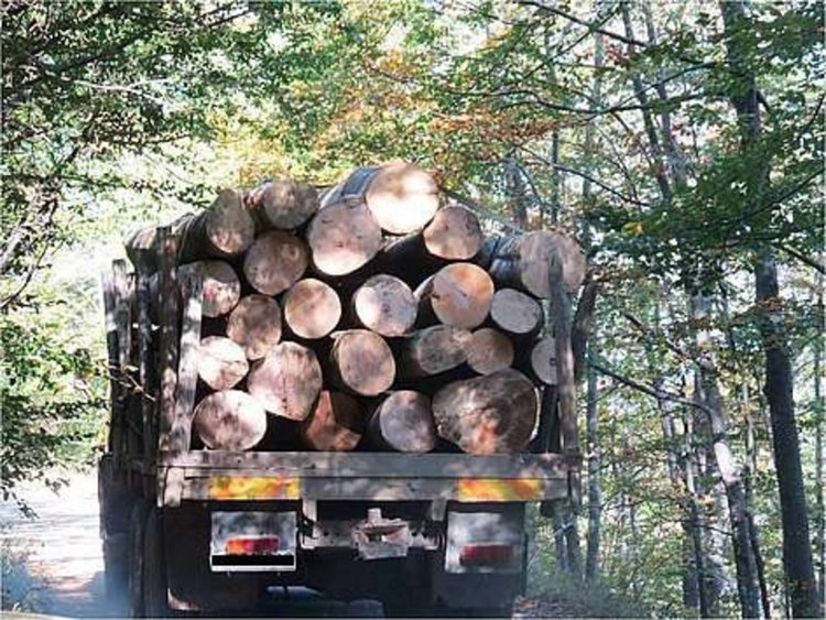 Пребиха двама горски с камъни след забележка