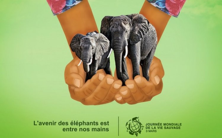 Световният ден на дивата природа се отбелязва на 3 март