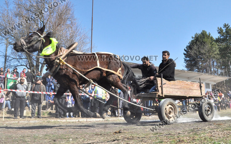 Бременната кобила Севда обра наградите от кушията в Бисер