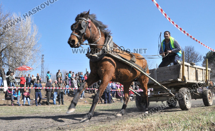 Бременната кобила Севда обра наградите от кушията в Бисер