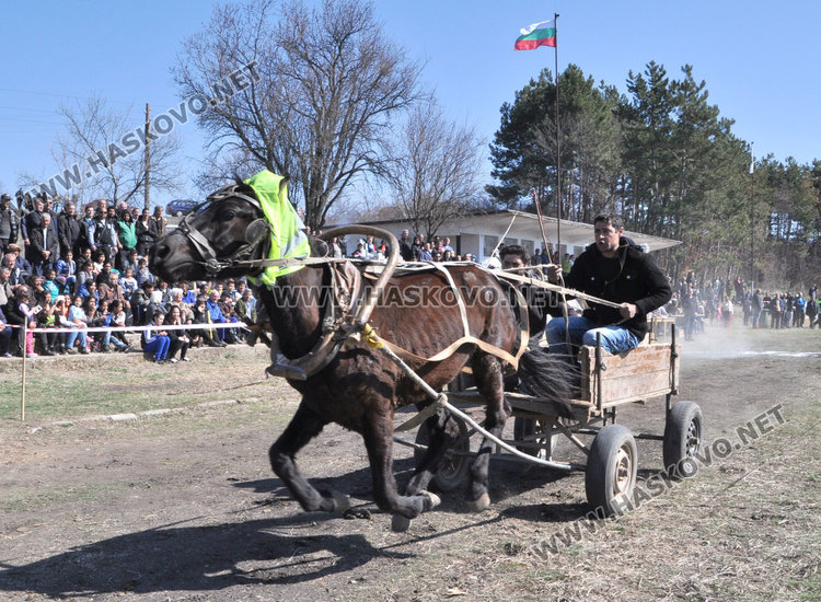 Бременната кобила Севда обра наградите от кушията в Бисер