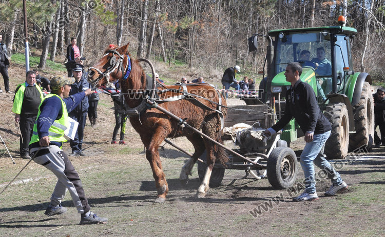 Бременната кобила Севда обра наградите от кушията в Бисер
