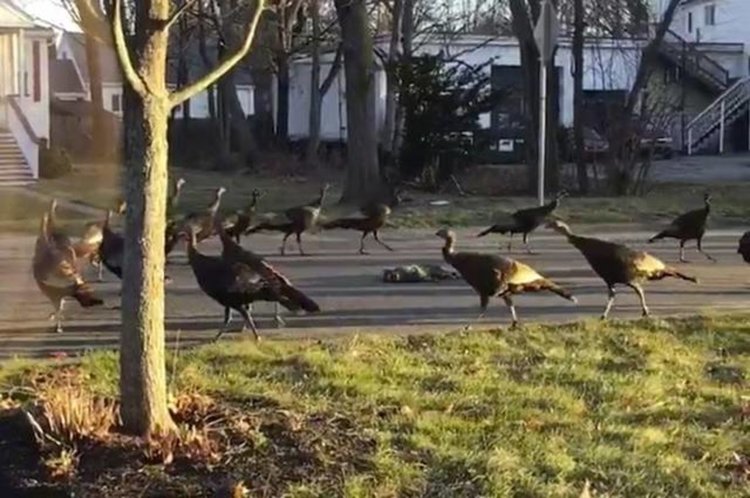 Пуйки изпълняват "танц на смъртта" около тялото на котка (видео)