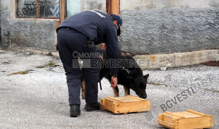 Четириногият герой показва как намира "наркотици" в импровизирания тайник, в случая това са щайгите
