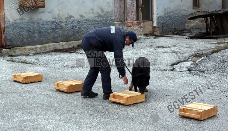 Кучетата герои спасяват  човешки животи само за едното "Браво, момчето  ми!"
