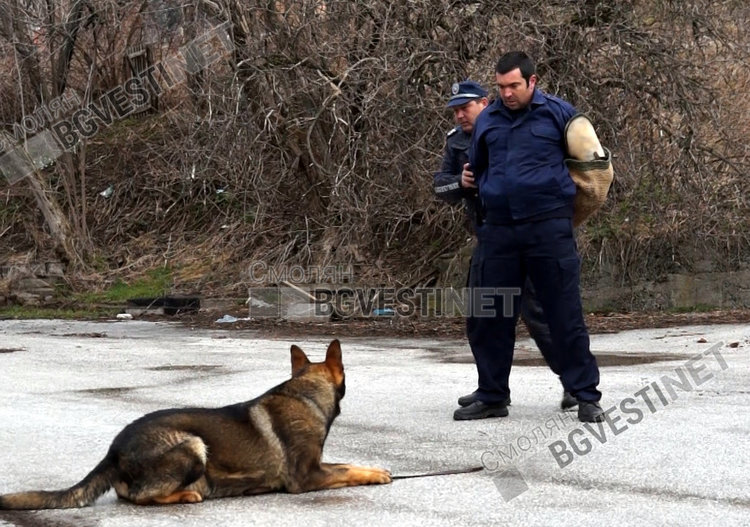 Кучетата герои спасяват  човешки животи само за едното "Браво, момчето  ми!"