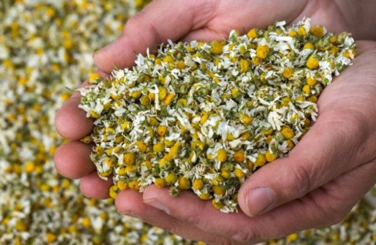 Трима билкари с глоби по 200 лева, не се отчели пред РИОСВ