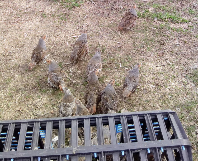 Ловците разселиха 750 яребици