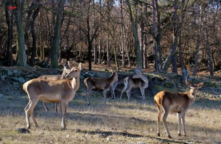 Още седем благородни елена на свобода в Източните Родопи