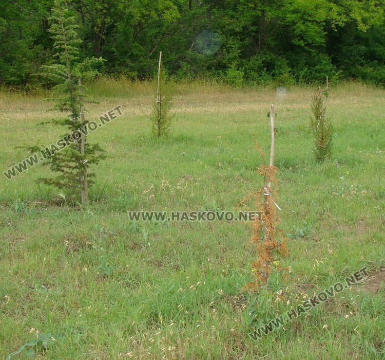 Част от фиданките от предишни инициативи в парк "Марица" изсъхват, снимка -архив