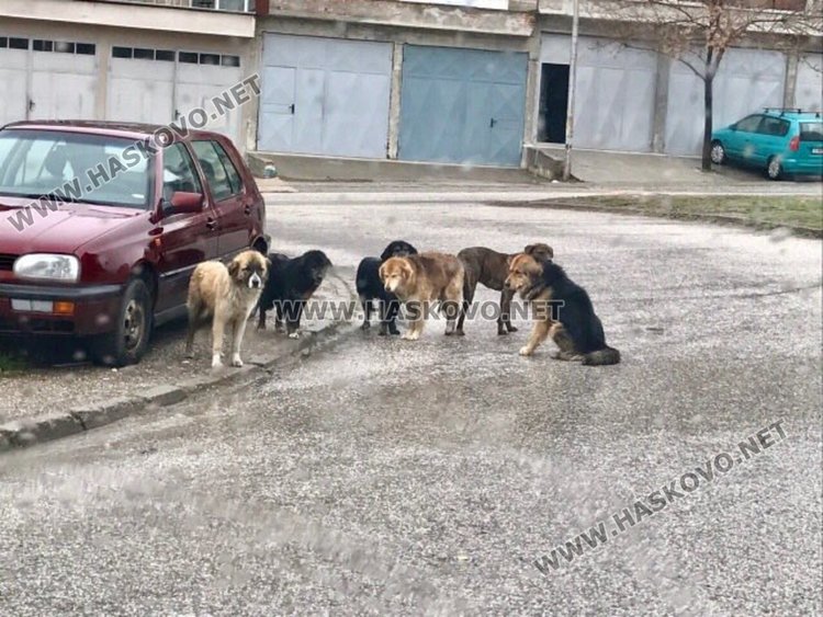 Глутница кучета нахапаха възрастен мъж пред общината