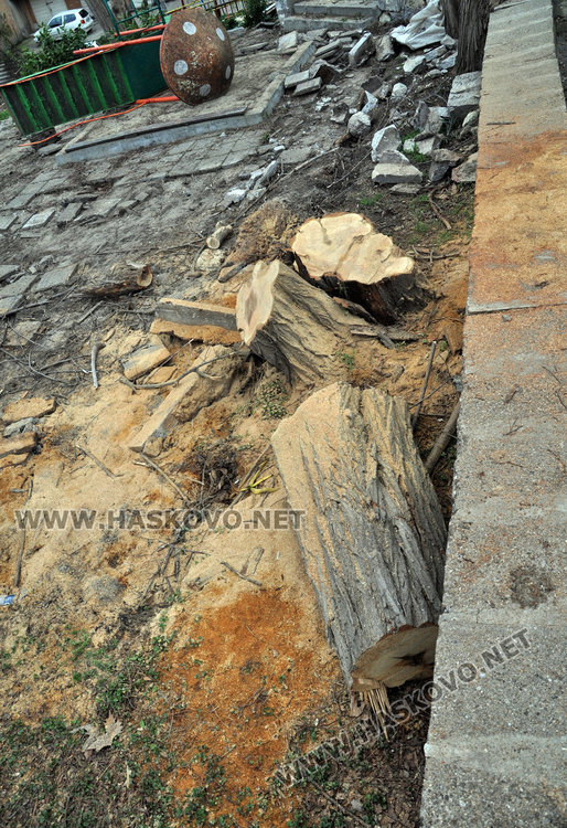 Изсякоха 40 дървета в двора на забавачка, майки ядосани