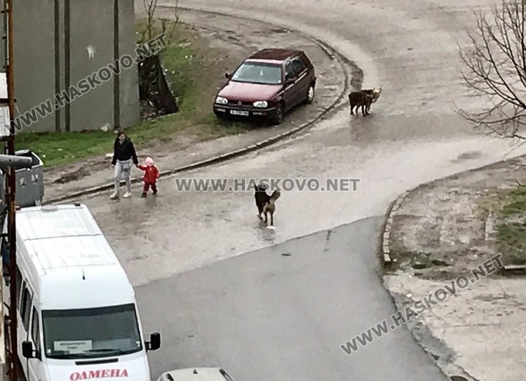 Глутница кучета нахапаха възрастен мъж пред общината