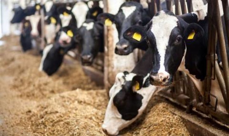 Турция ”експулсира” 40 холандски крави