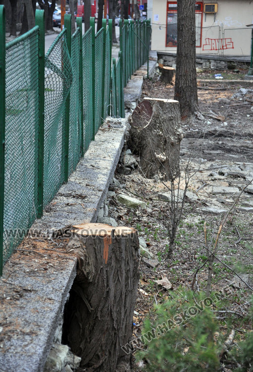 Изсякоха 40 дървета в двора на забавачка, майки ядосани