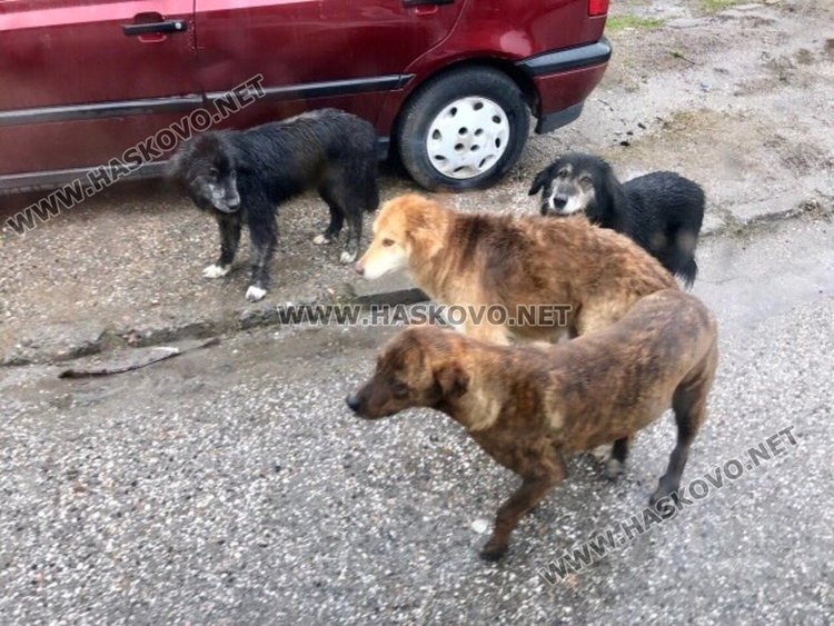 Читателски снимки на кучета в кв. "Орфей"