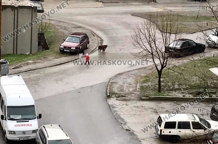 Кучета в кв. "Орфей"