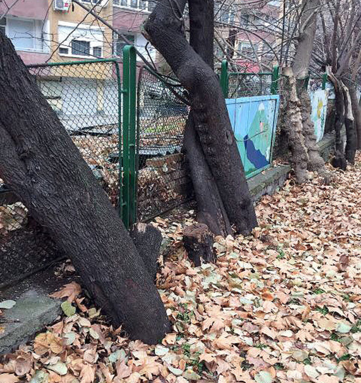 Общината: Ето как изглеждаха дърветата в забавачката, преди да ги отсечем