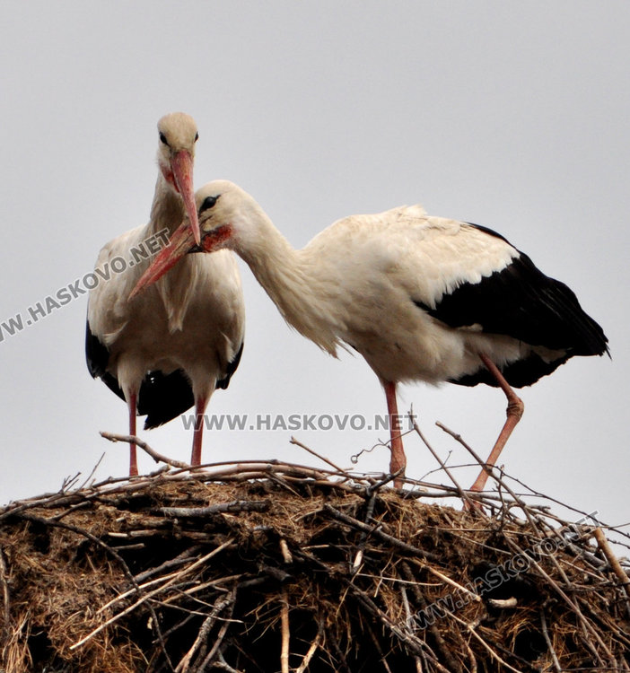 Двойка щъркели кацна в Болярово и го удари на любов