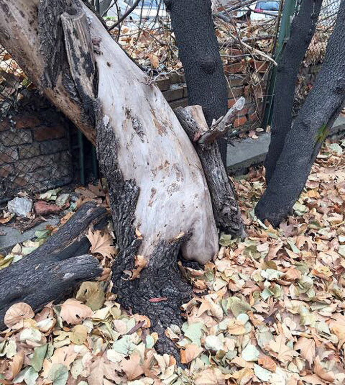 Общината: Ето как изглеждаха дърветата в забавачката, преди да ги отсечем