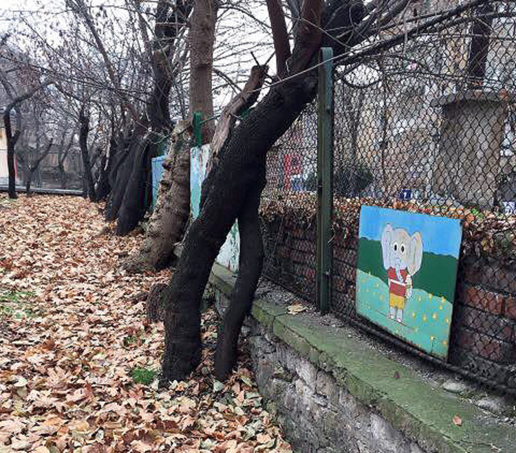 Общината: Ето как изглеждаха дърветата в забавачката, преди да ги отсечем