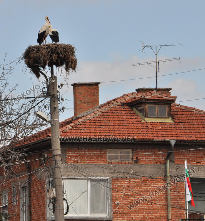 Двойка щъркели кацна в Болярово и го удари на любов