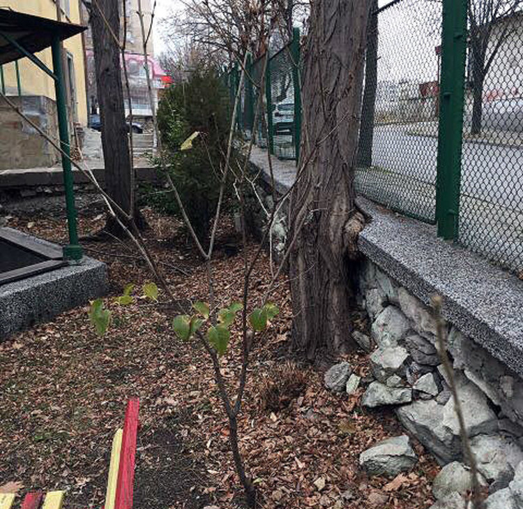 Общината: Ето как изглеждаха дърветата в забавачката, преди да ги отсечем