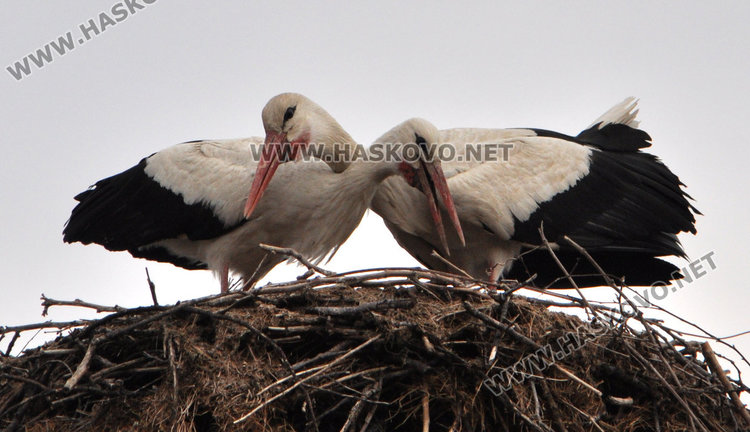 Двойка щъркели кацна в Болярово и го удари на любов