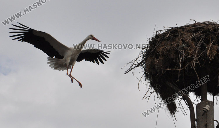 Двойка щъркели кацна в Болярово и го удари на любов