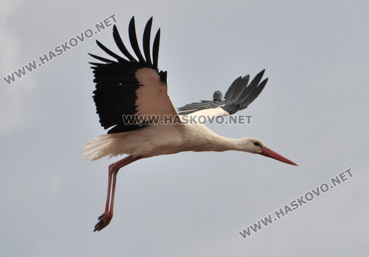 Двойка щъркели кацна в Болярово и го удари на любов