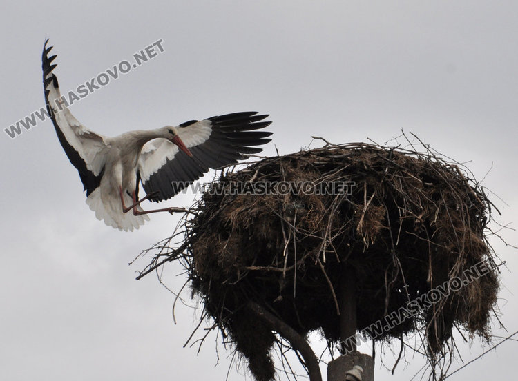 Двойка щъркели кацна в Болярово и го удари на любов