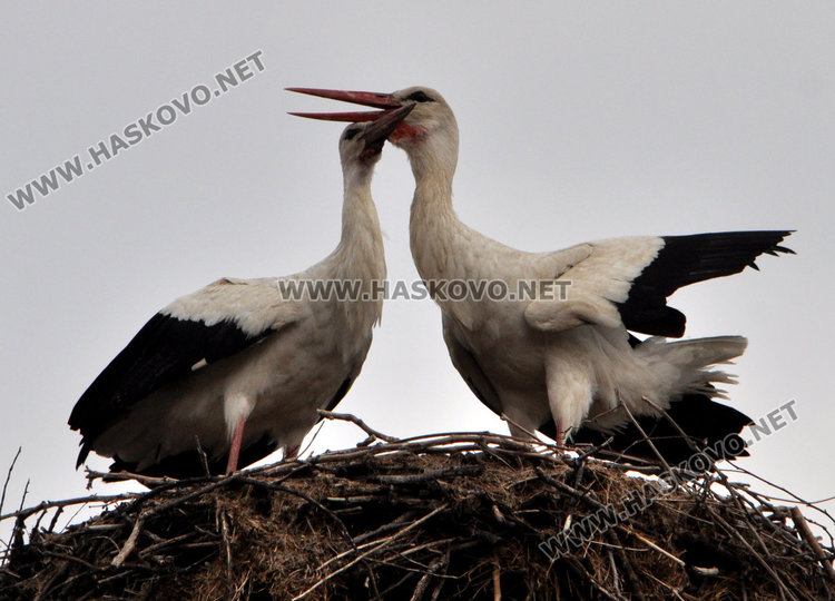 Двойка щъркели кацна в Болярово и го удари на любов