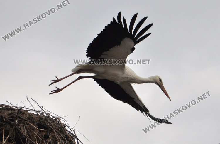 Двойка щъркели кацна в Болярово и го удари на любов