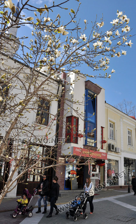 Хасково се премени пролетно с магнолиеви цветове