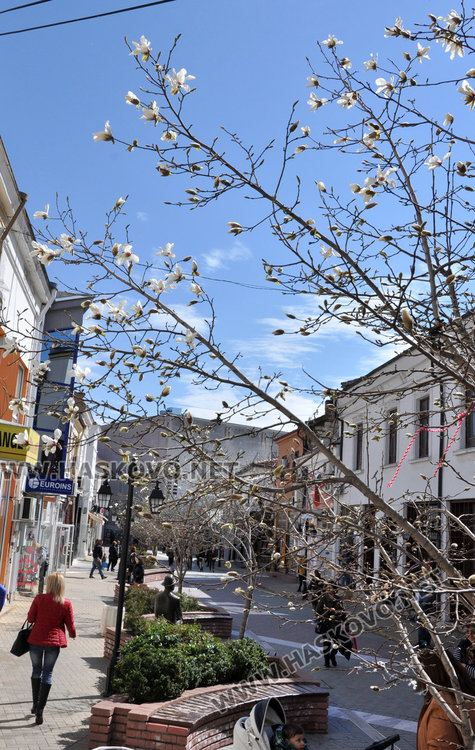 Хасково се премени пролетно с магнолиеви цветове