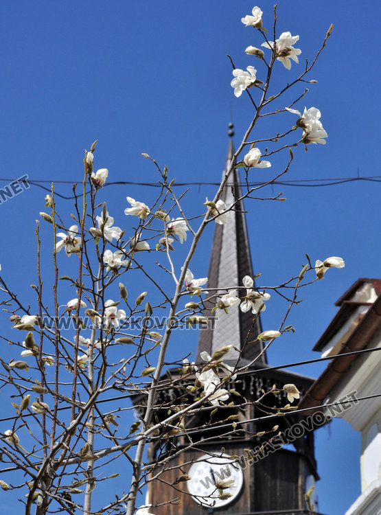 Хасково се премени пролетно с магнолиеви цветове