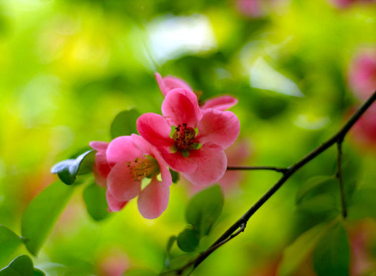 Днес настъпва астрономическата пролет