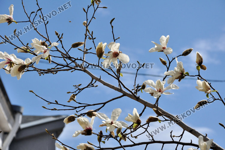 Хасково се премени пролетно с магнолиеви цветове