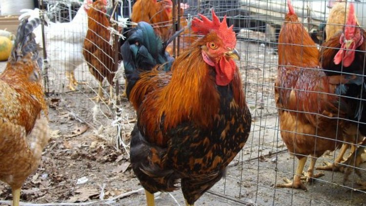 Унищожиха 138 домашни птици в Рудозем заради Нюкясълска болест