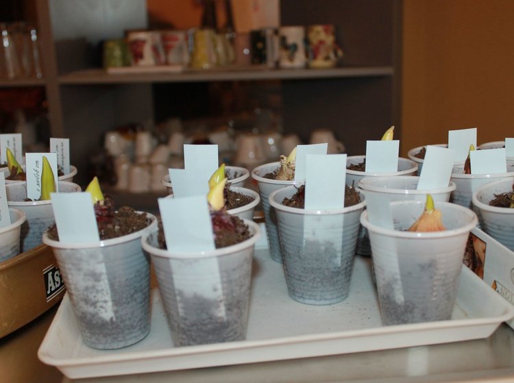 За гостите имаше подаръци - луковички пролетни цветя