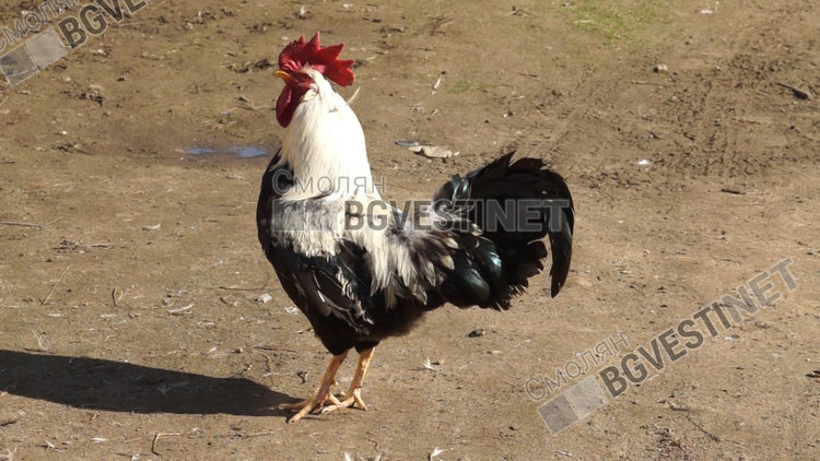 Масово ваксинират домашните птици срещу Нюкясълска болест