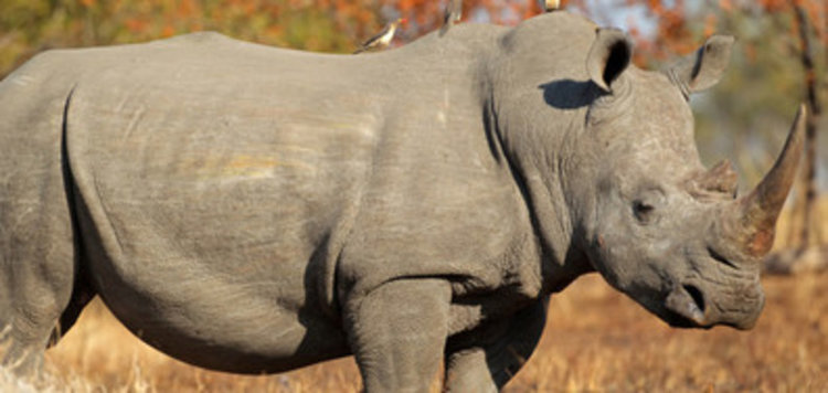 Чешки зоопарк реже роговете на носорози, за да ги спаси