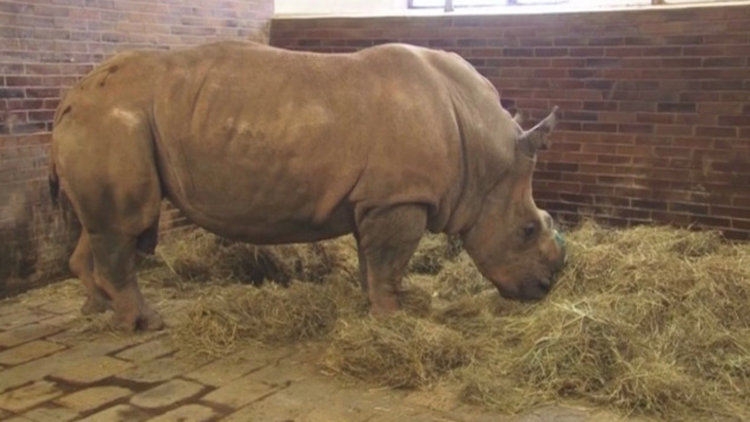 Чешки зоопарк реже роговете на носорози, за да ги спаси