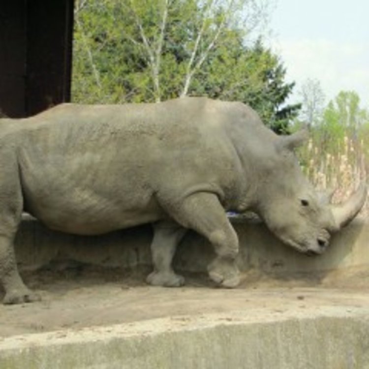 Чешки зоопарк реже роговете на носорози, за да ги спаси