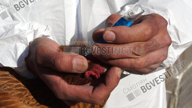 Масово ваксинират домашните птици срещу Нюкясълска болест